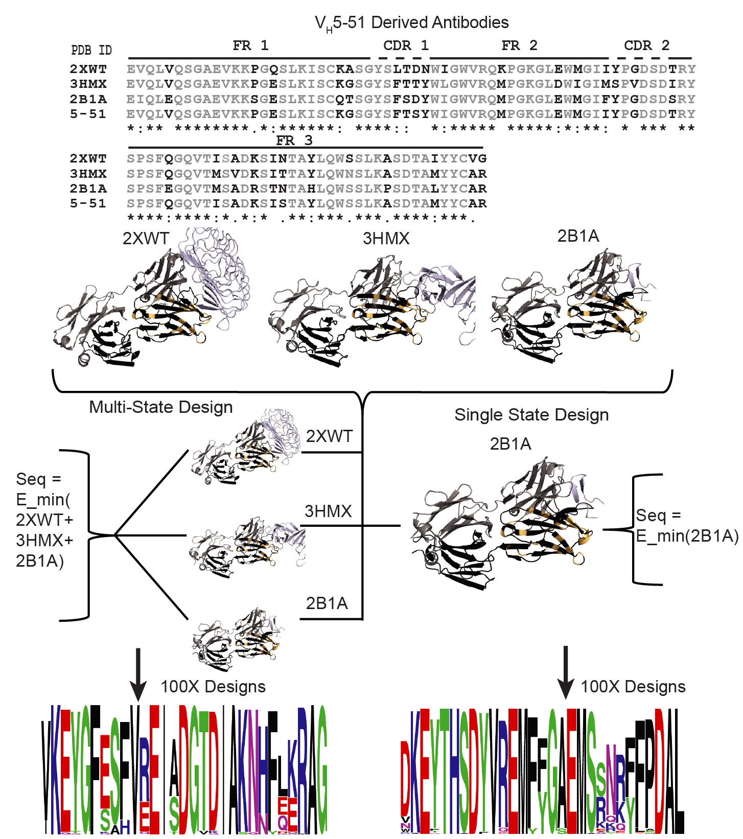 gene sequence definition antibodies